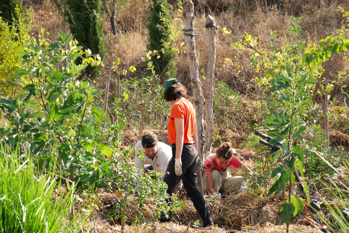 Work at Terra Sintropica.png